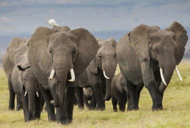 A group of savanna elephants (Loxodonta africana) in Amboseli National Park, Kenya (Photo Credit: Alex Hofford/WildAid)